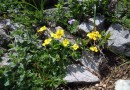 Viola orbelica ©  Pandion Wild Tours